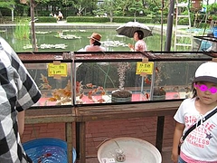 江戸川区金魚まつり 東京刺激クラブ