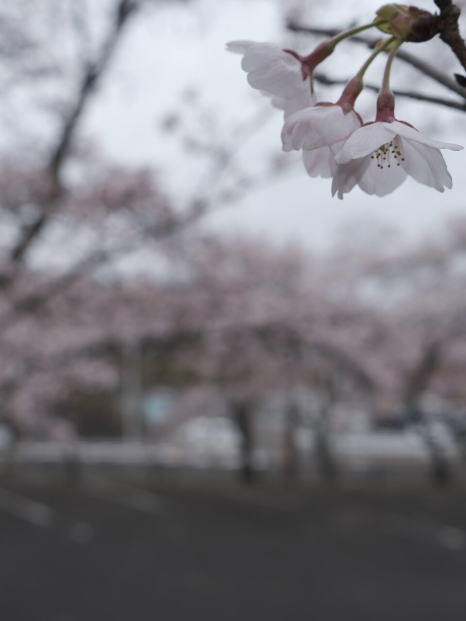 花曇り F A N T I C