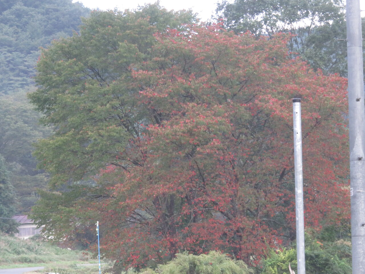 イノハナ採り ファーム庵 イノハナ採り ファーム庵