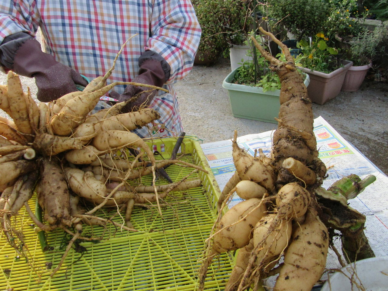 ダリア球根堀り ファーム庵