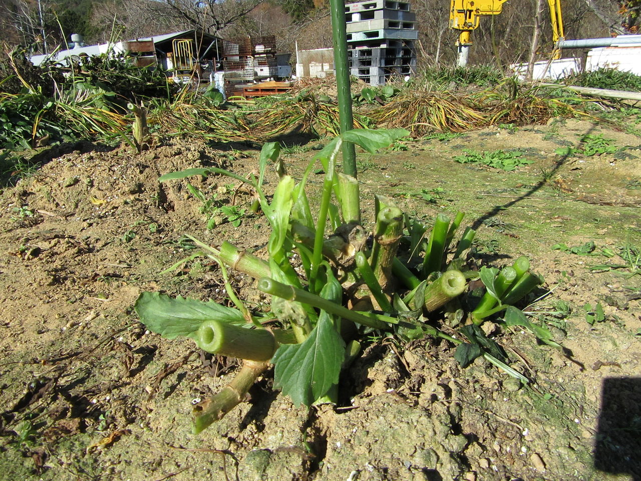 ダリア球根堀り ファーム庵