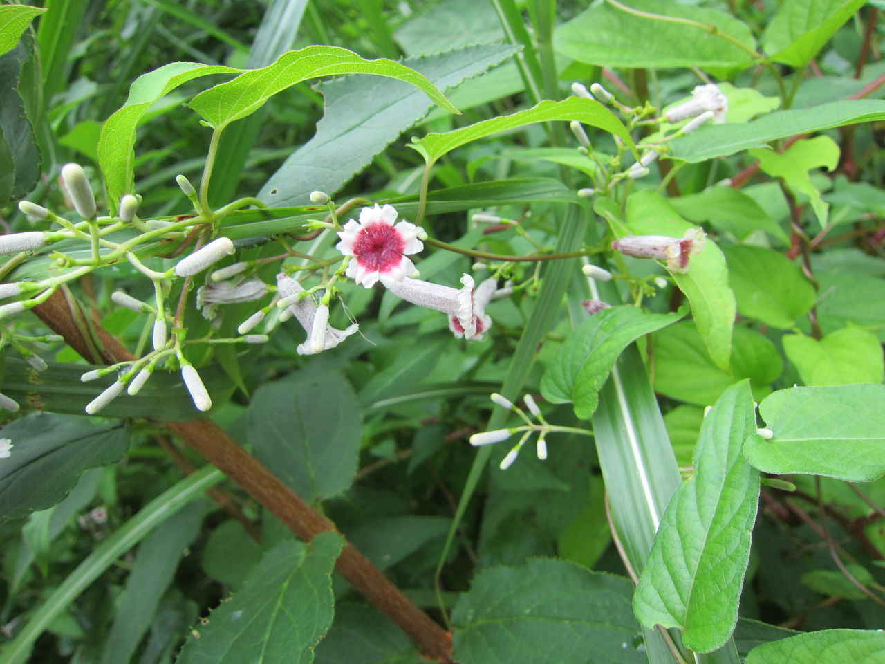 初秋の草花 ファーム庵