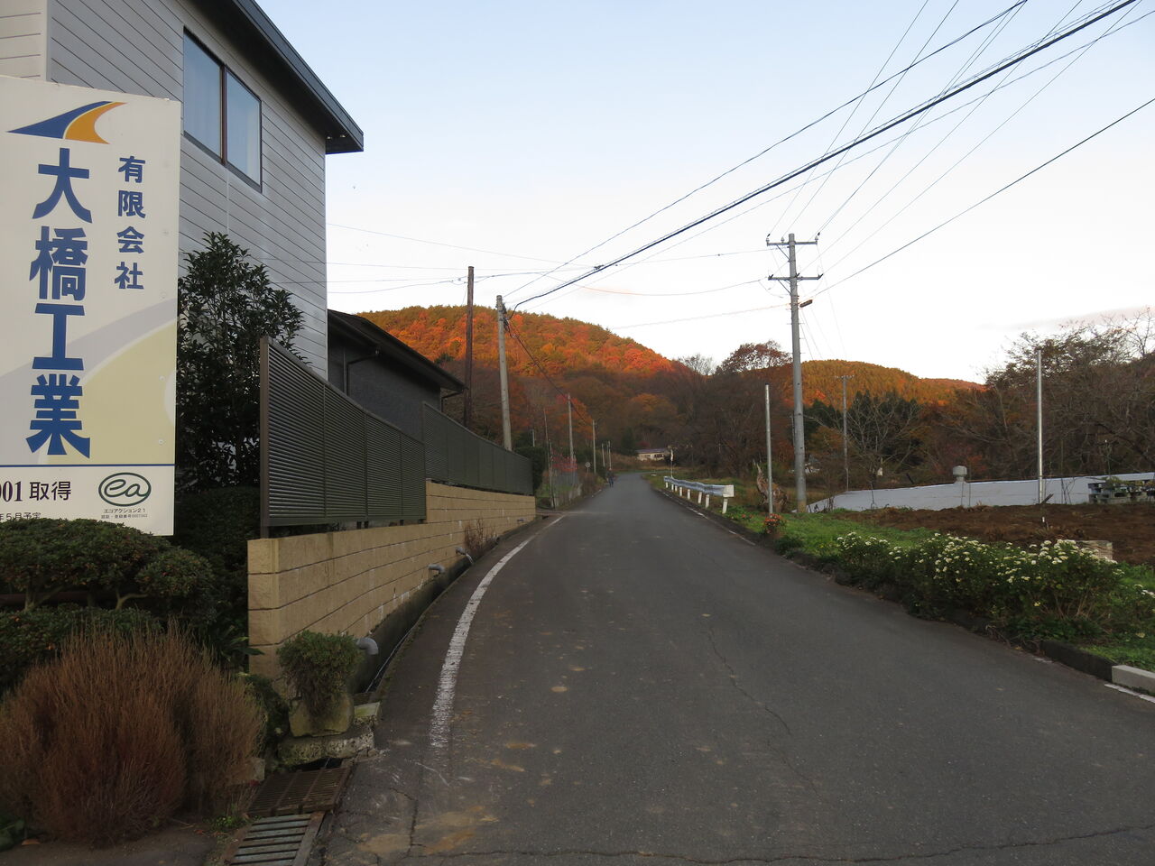 ダリアの越冬 ファーム庵