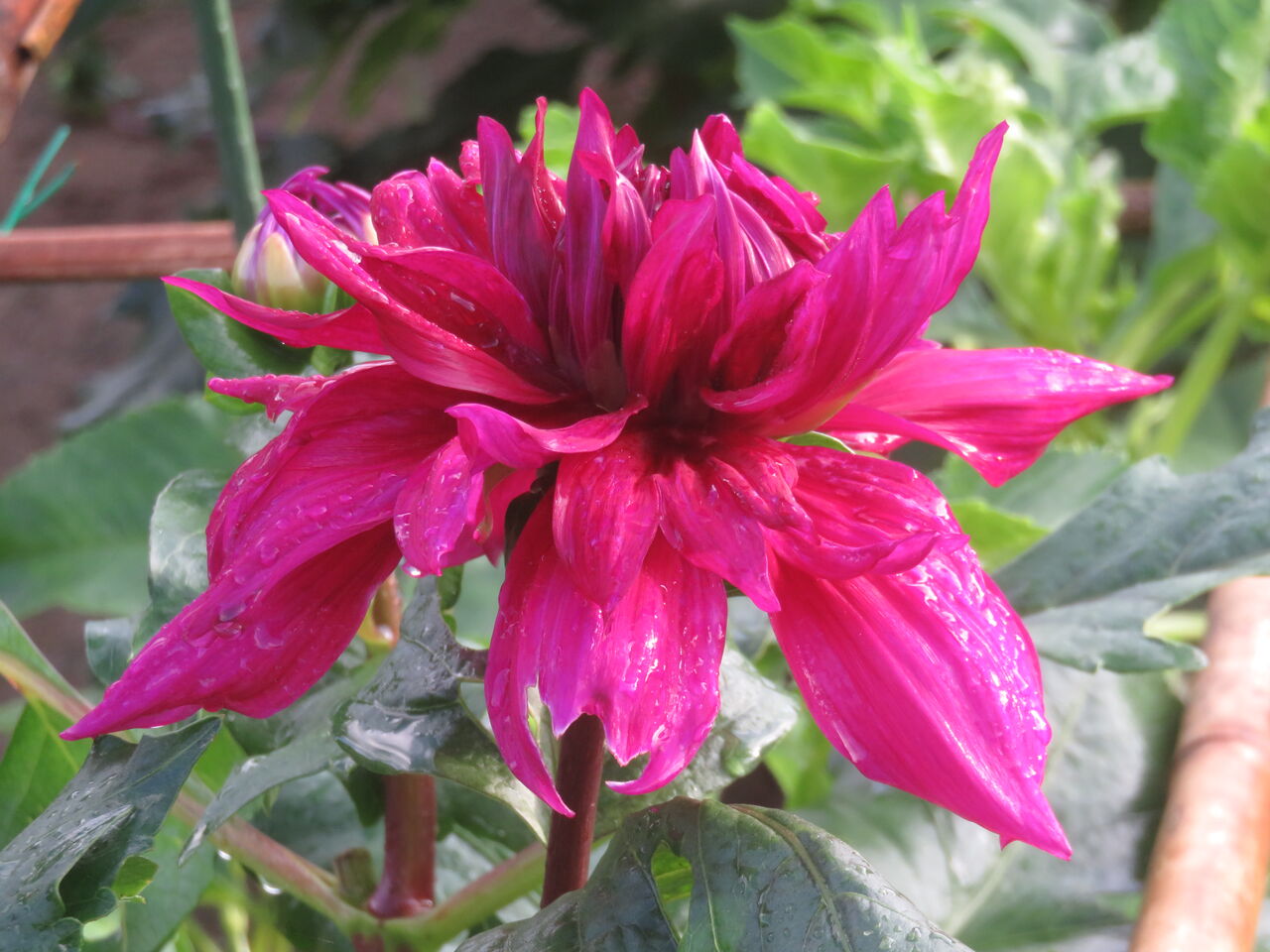 盗賊がやって来た ファーム庵