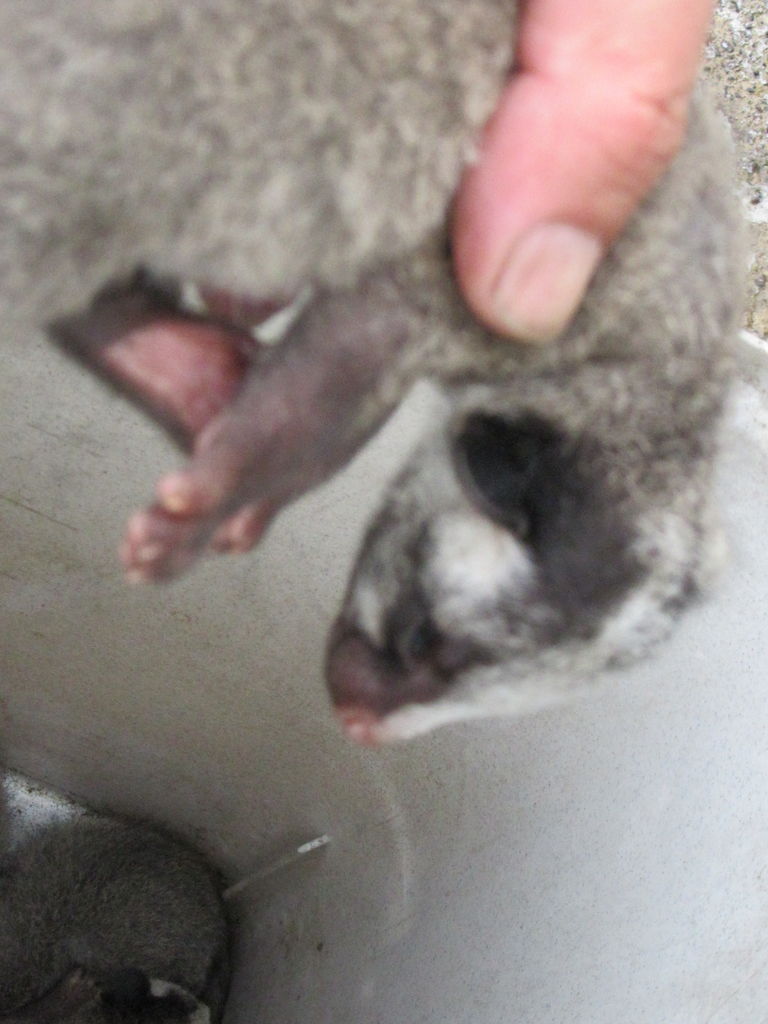 ハクビシンの赤ちゃん ファーム庵