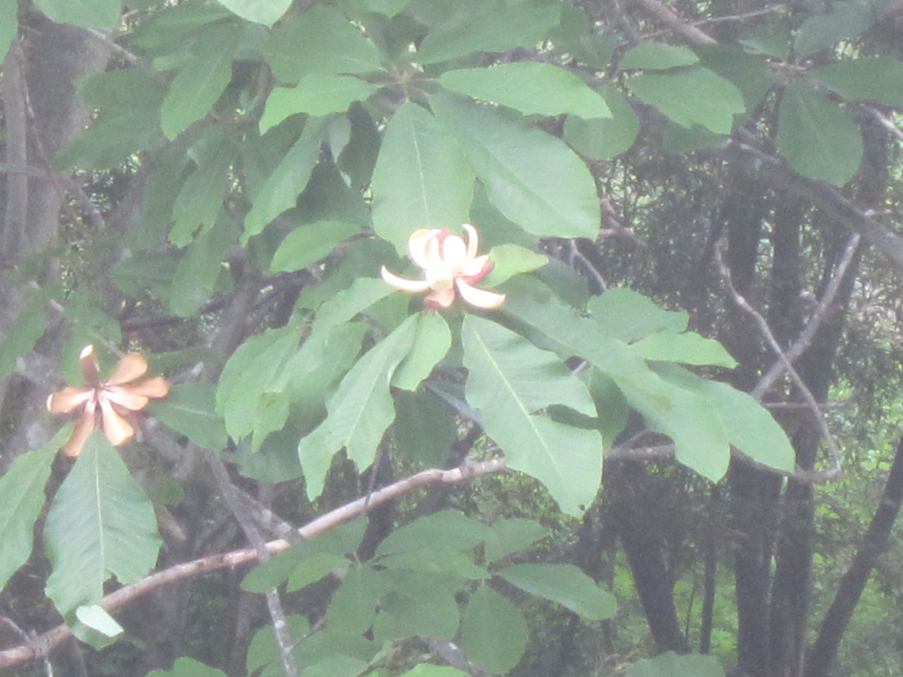 奇怪な花 ファーム庵