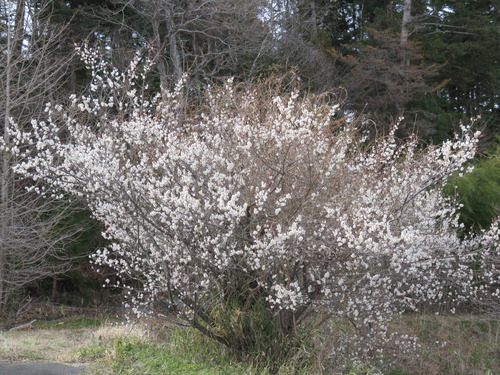 2020-03-05 009
