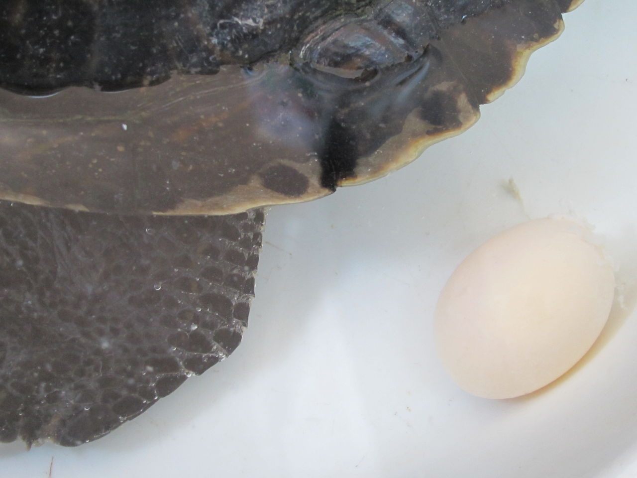 今日もカメ子チャン ファーム庵