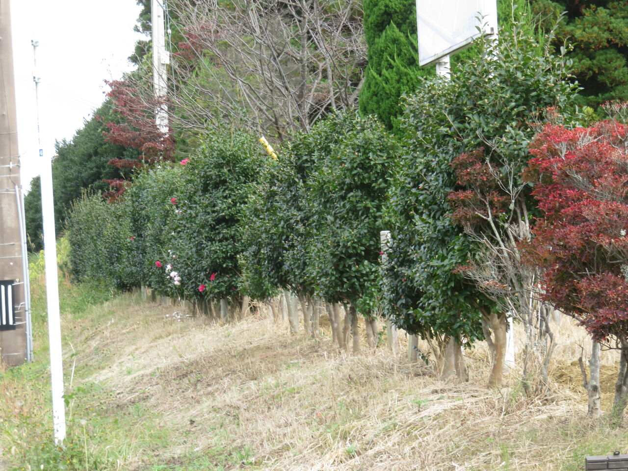 山茶花 ファーム庵