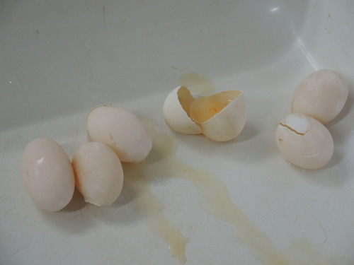 DSCN0042