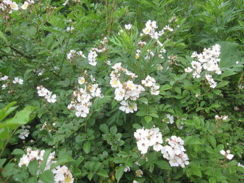 2011ǯ6·î12Æü0185