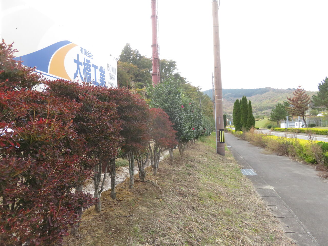 山茶花 ファーム庵