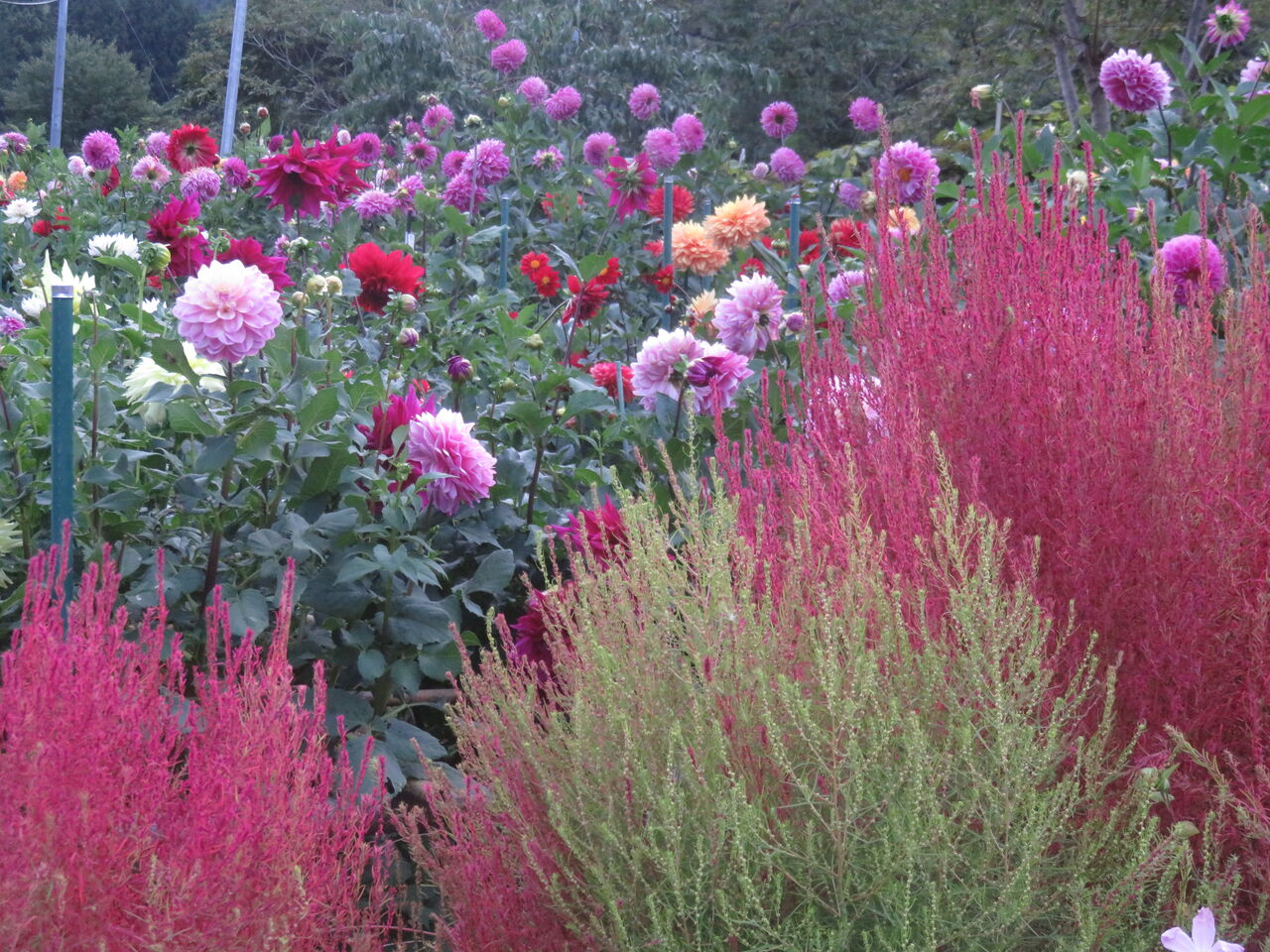 相馬工場に植樹 ファーム庵