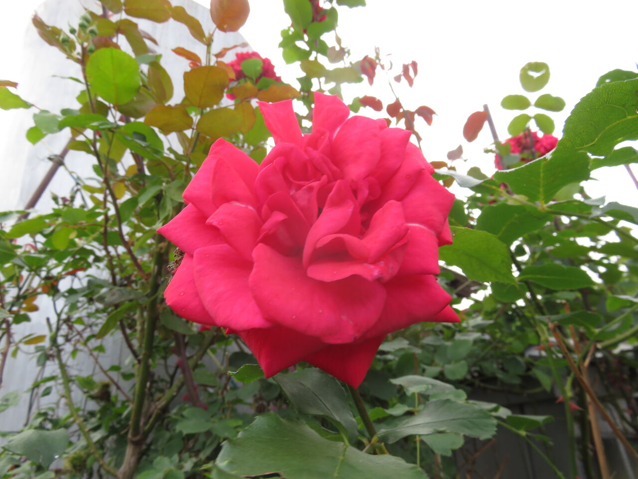 4回目のコロナワクチン接種 ファーム庵