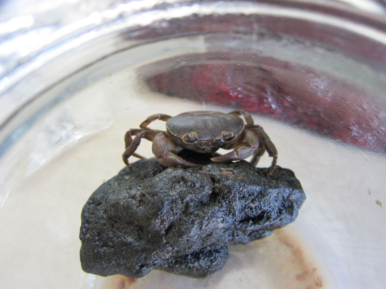 淡水生物 ファーム庵 淡水生物 ファーム庵