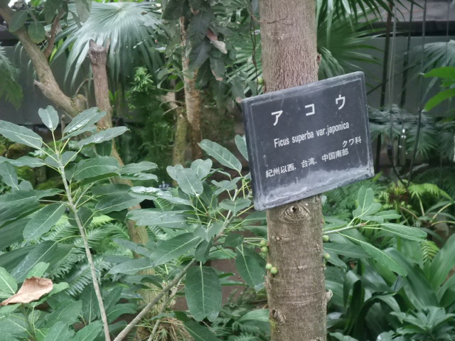 つくば植物園 なりおの徒然日記 つくば植物園 なりおの徒然日記