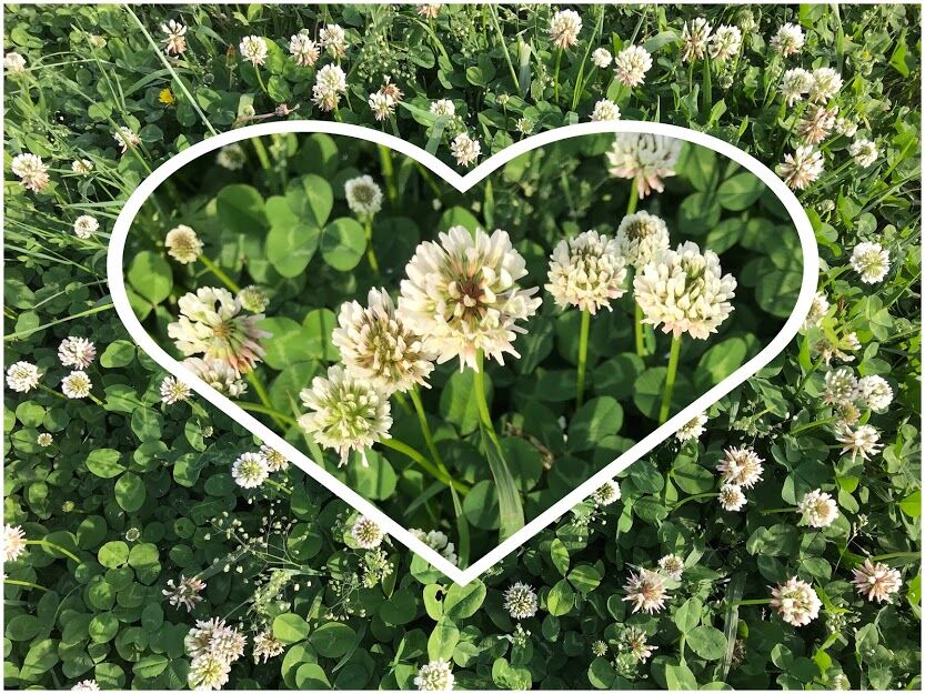 四つ葉のクローバー 悩コメント