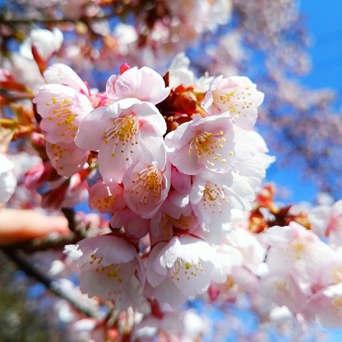 IMG_20180211_082623_358