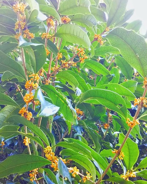 IMG_20191014_110802_337