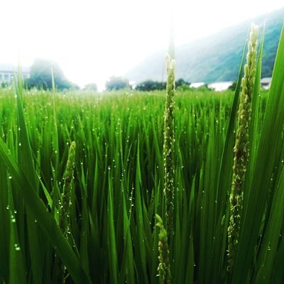 20690380_1559752337409770_2574704255748920612_o