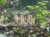 P1000454
