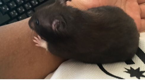 クロクマハムスターのもんちゃんです 諦めた人 クロクマハムスターのもんちゃんです 諦めた人