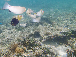 はての浜シュノーケル