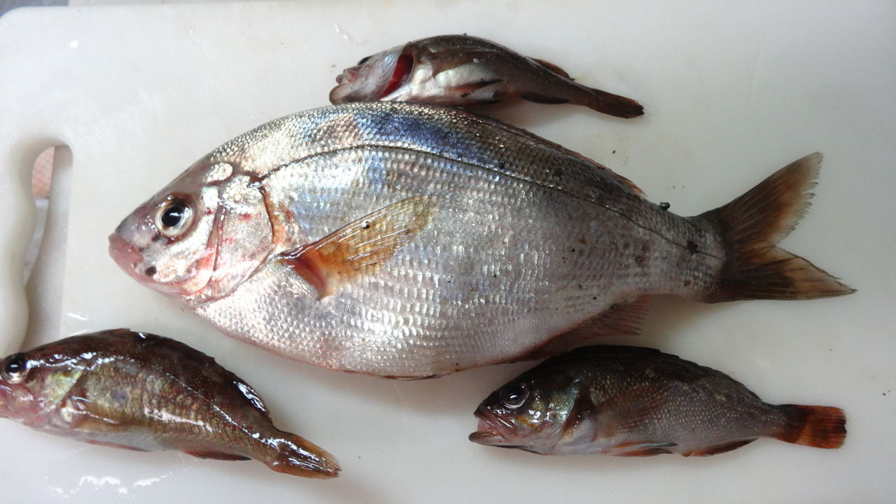 小樽高島漁港で初めてウミタナゴを釣り上げた 塩焼きは抜群の味 Diary Of Man S Own Cooking 小樽高島漁港で初めてウミタナゴを釣り上げた 塩焼きは抜群の味 Diary Of Man S Own Cooking