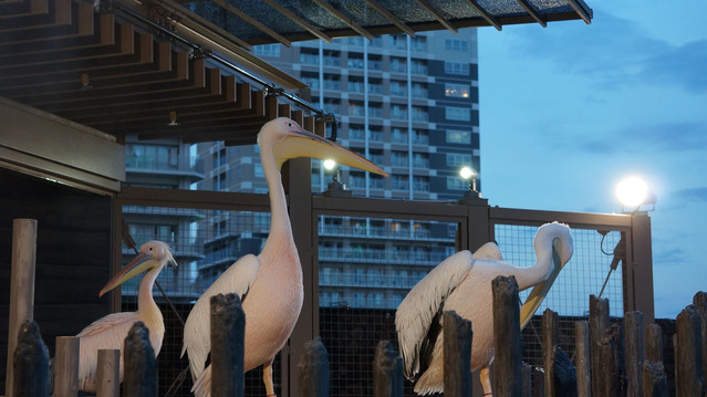 �ӥ�Ⱦ����ȥ�⥤���ڥꥫ��