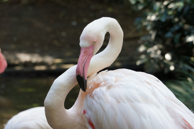 ����ܤ餻���褦���ʡ�