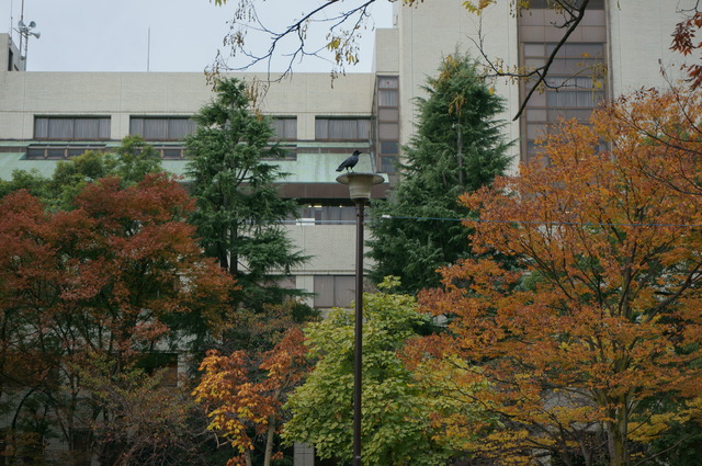 電灯とカラス