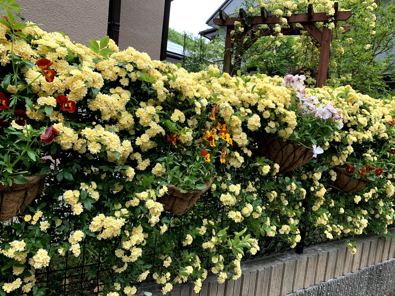 花盛りのマイガーデン Favori Roseのblog