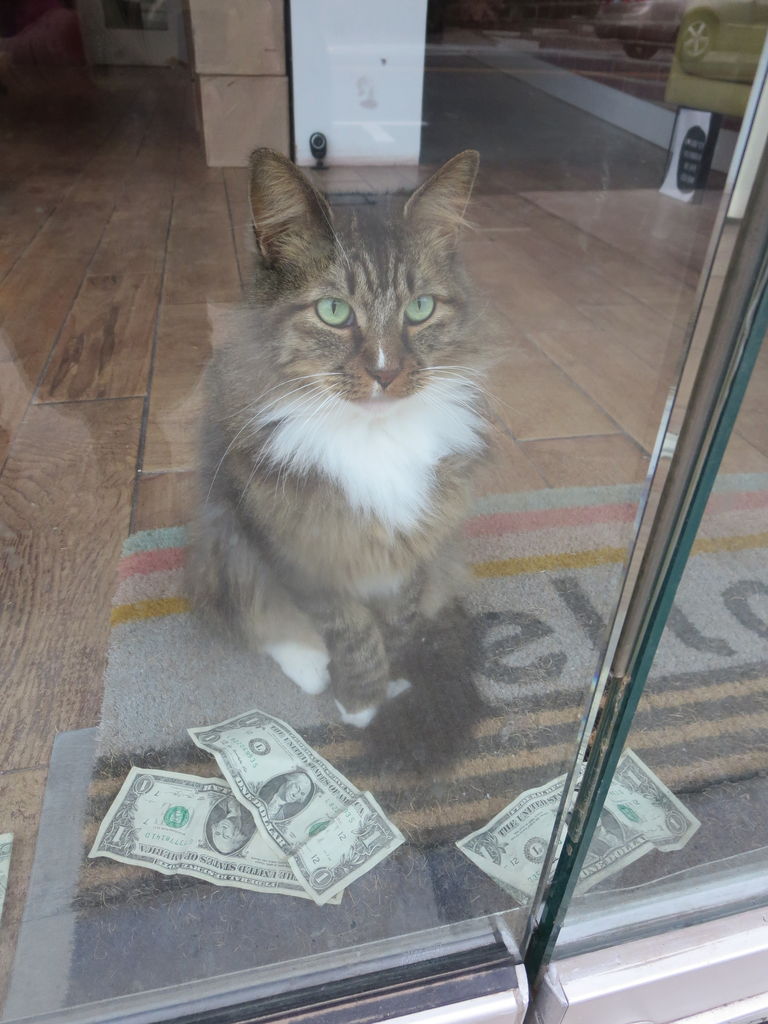 可愛い泥棒猫のはなし 吾閑荘 あかんそう だより 可愛い泥棒猫のはなし 吾閑荘 あかんそう だより