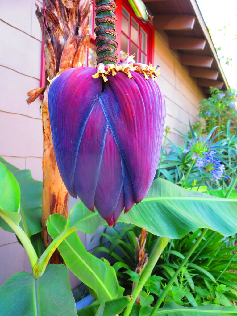 バナナの花を知ってるか 吾閑荘 あかんそう だより バナナの花を知ってるか 吾閑荘 あかんそう だより
