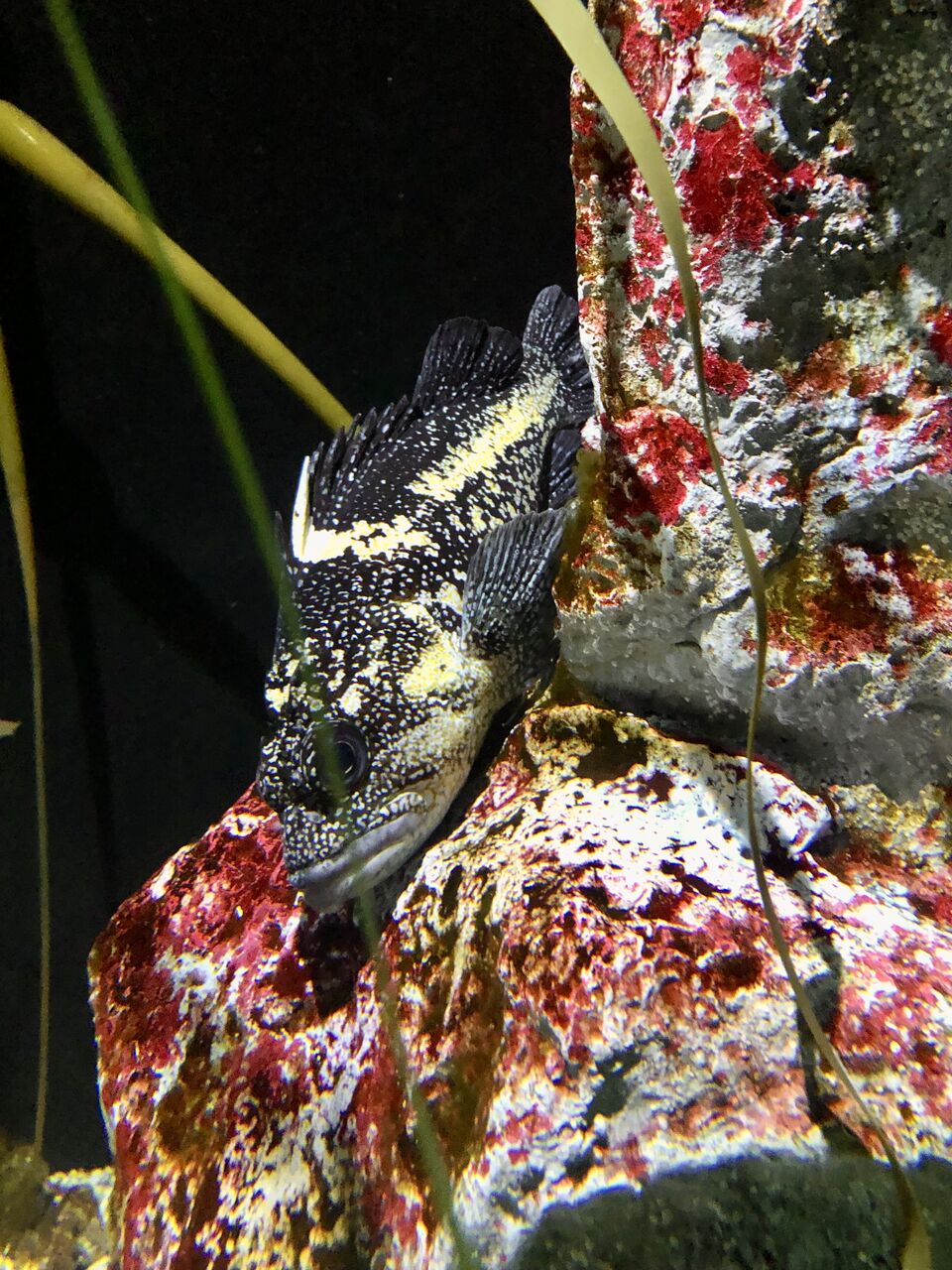 眠る魚 Zzz 吾閑荘 あかんそう だより