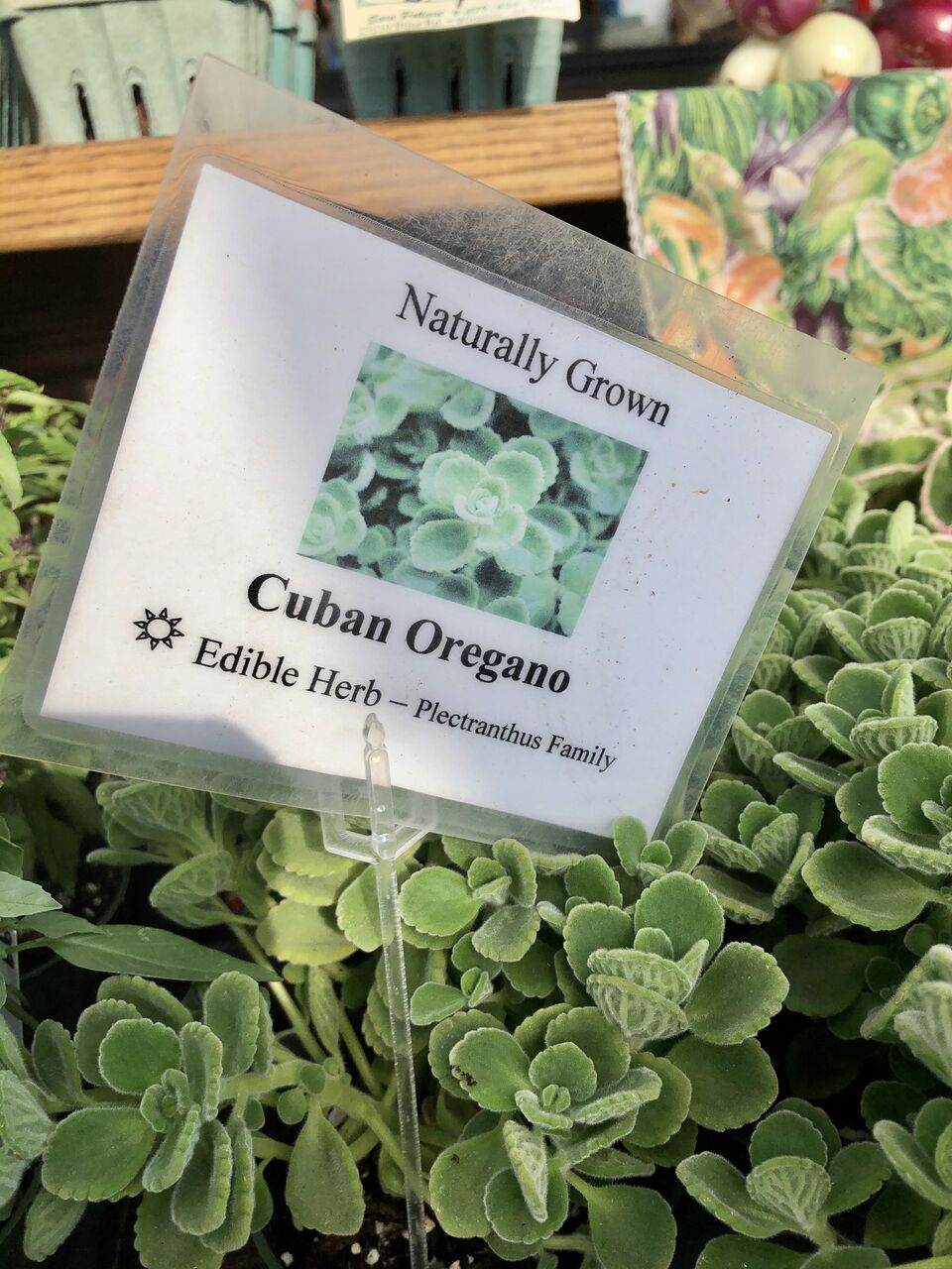 ホームメイドのジンを作ってみよう 2 吾閑荘 あかんそう だより