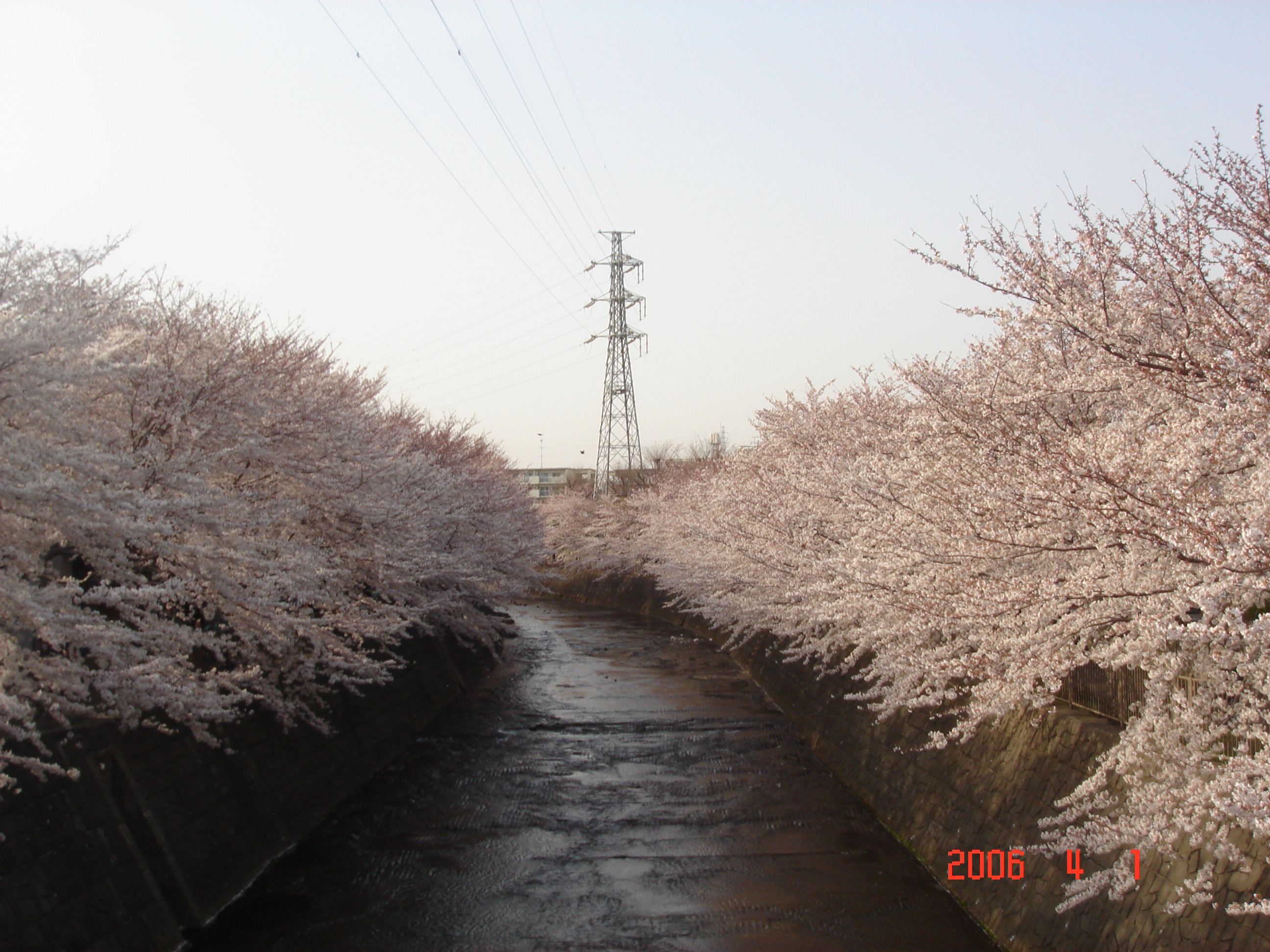 横浜線沿線散歩 町田市成瀬恩田川桜祭り 横浜 町田 相模原情報