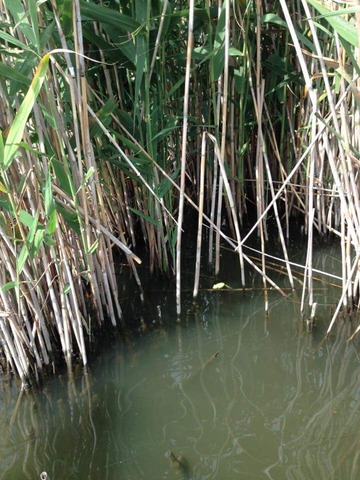 FB_IMG_1495503785442