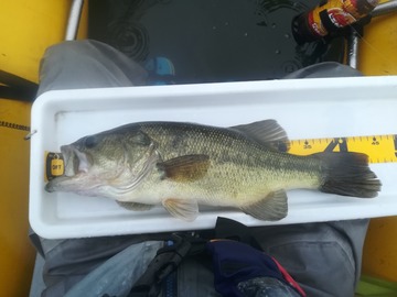 sp-078156400s1561902900