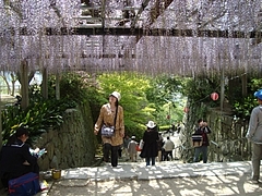 唐津城藤棚1