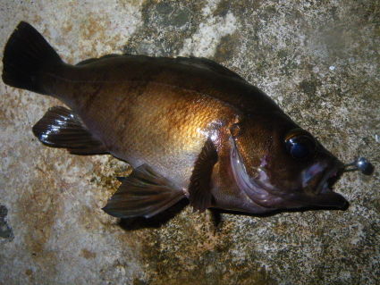 庄内メバリング Fishing Club Search Report 庄内メバリング Fishing Club Search Report