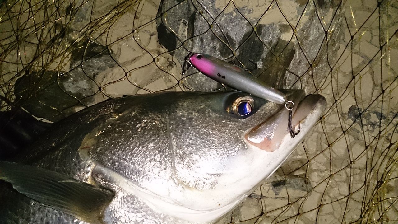 Fishing Club Search Report シーバス Livedoor Blog ブログ