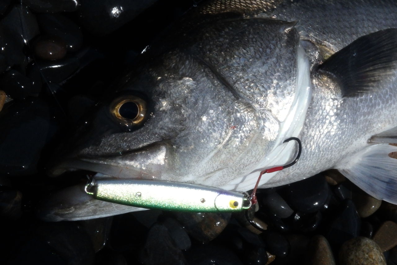 宮城磯マル16 その4 Fishing Club Search Report 宮城磯マル16 その4 Fishing Club Search Report