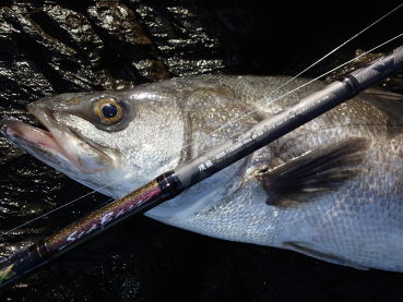 宮城磯マル15 その１ Fishing Club Search Report