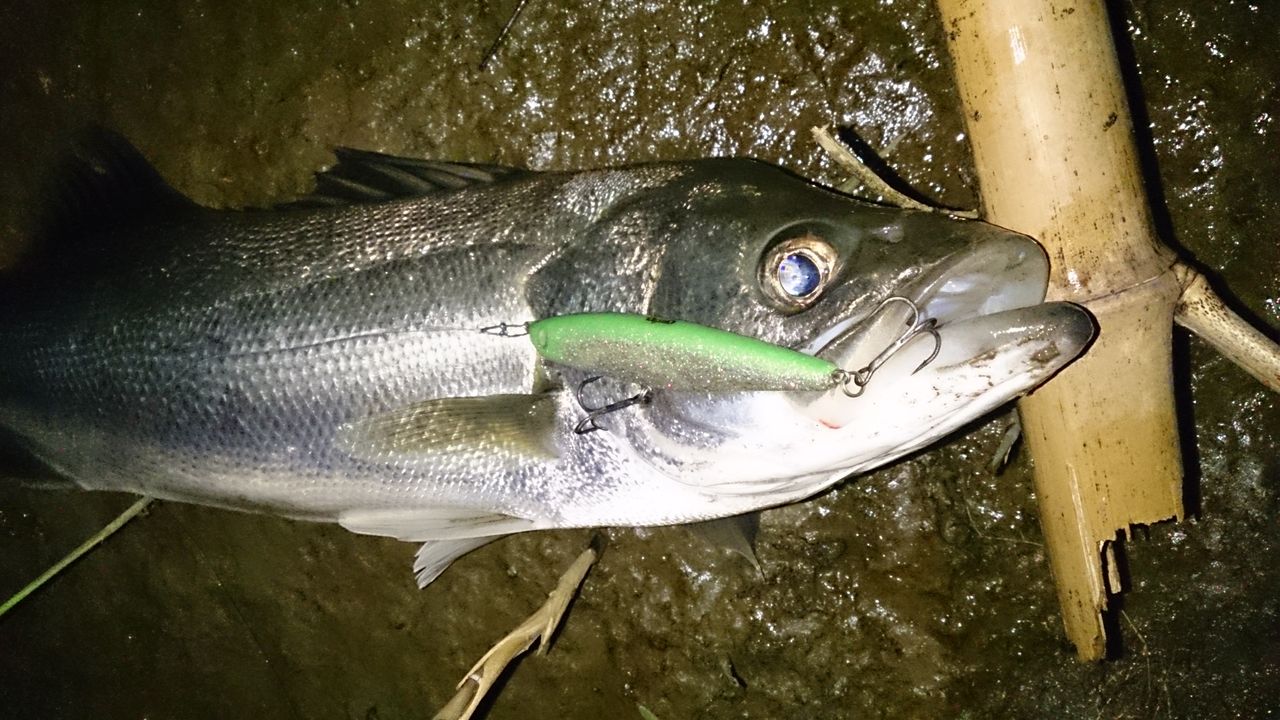 Fishing Club Search Report シーバス Livedoor Blog ブログ
