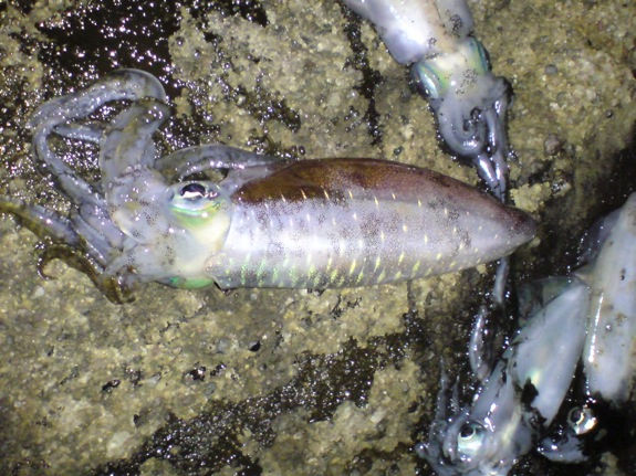 庄内エギング シュッと投げてダッダッ ズン Fishing Club Search Report