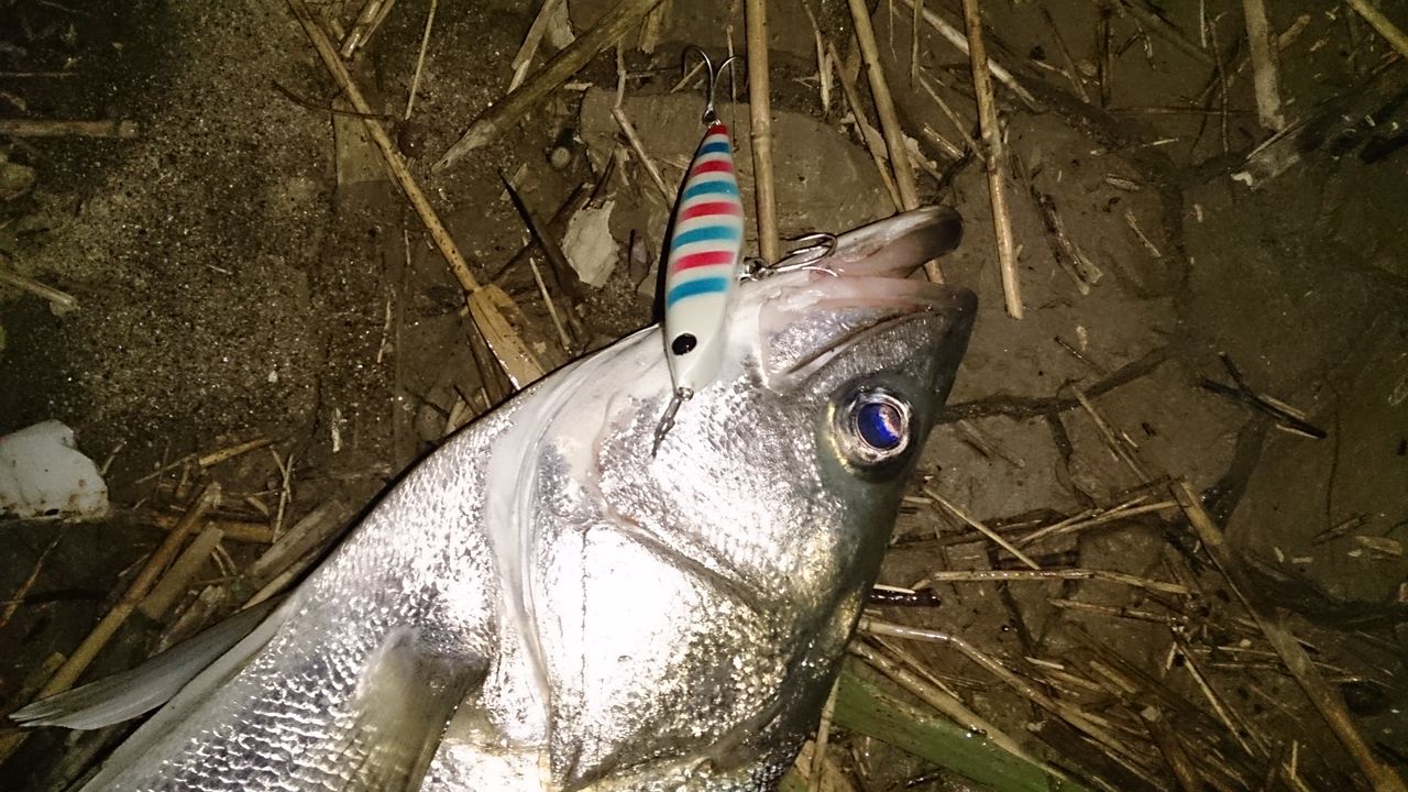 Fishing Club Search Report シーバス Livedoor Blog ブログ