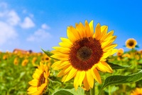 odekake_himawari_eye