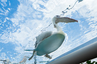 sunshineph_008[1]