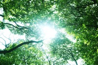 shine[1]